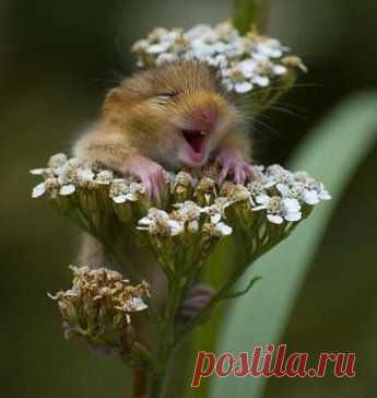 Одноклассники