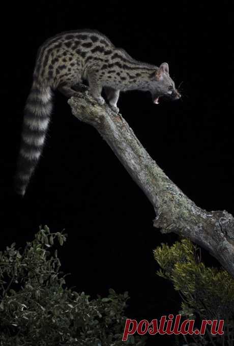 Spotted Genet