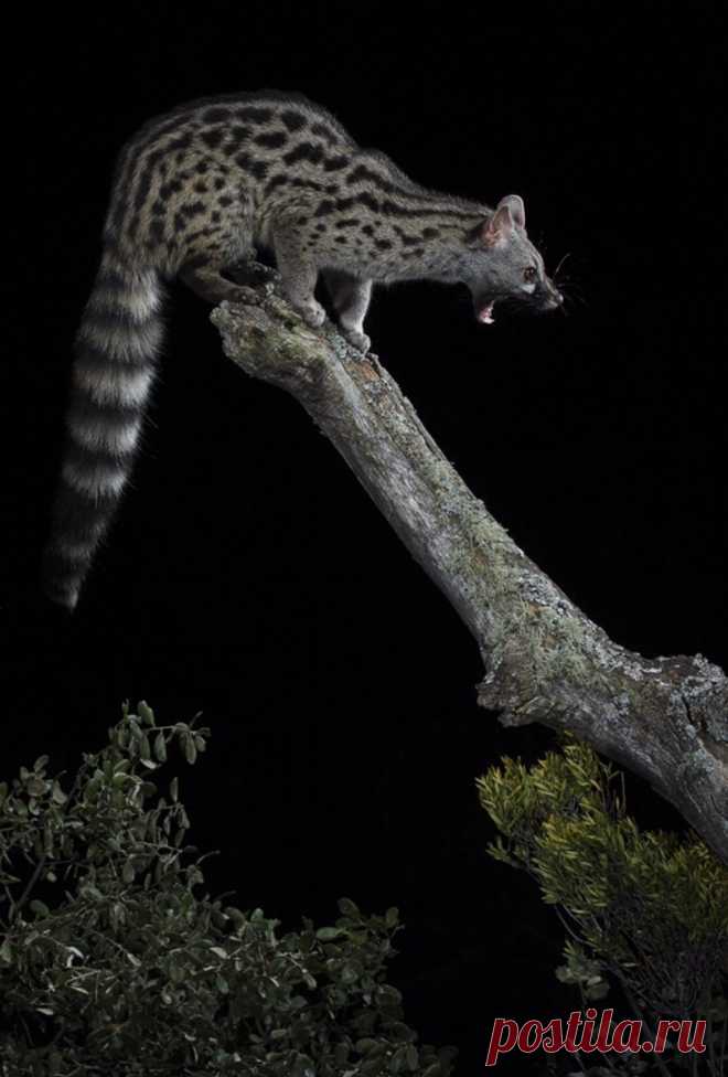 Spotted Genet