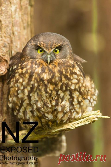 Photos of The Owl Pages - NZ Exposed Photography by Chris Helliwell