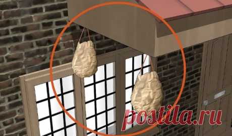 Как предотвратить появление осиных гнезд | GERADEZ | Яндекс Дзен