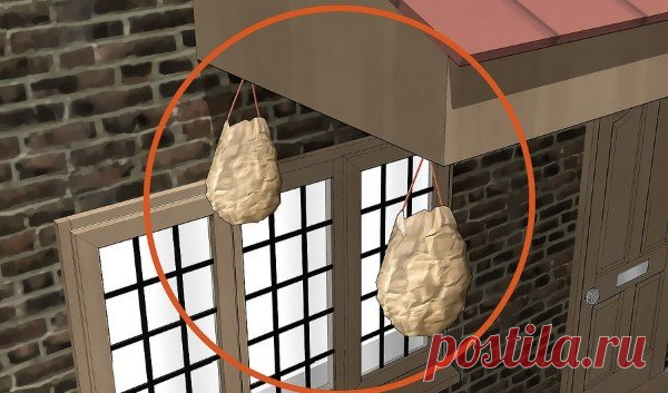 Как предотвратить появление осиных гнезд | GERADEZ | Яндекс Дзен