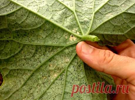 Вредители и болезни огурцов в теплице — лечение, защита и профилактика | ВокругСада.ру