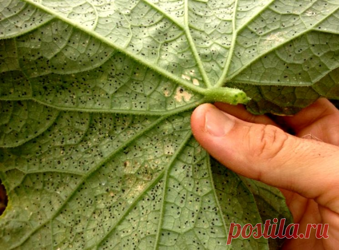 Вредители и болезни огурцов в теплице — лечение, защита и профилактика | ВокругСада.ру
