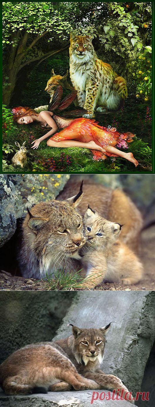 (+1) тема - С кисточками на ушах ! | УДИВИТЕЛЬНОЕ