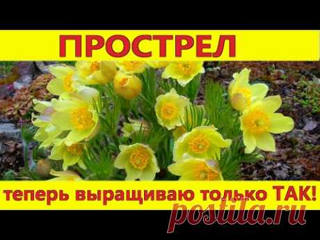 Прострел (сон-трава): выращивание из семян, посадка, уход. Посадите этот цветок в саду!