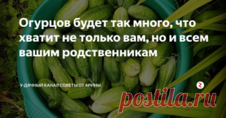 Огурцов будет так много, что хватит не только вам, но и всем вашим родственникам Как приготовить удобрение для огурцов, чтобы получить хороший урожай? Этим вопросом озадачиваются многие дачники. Для начала мы рассмотрим как и когда подкармливают огурчики. А в конце статьи я приведу парочку по настоящему ценных рецептов подкормки огурцов
1. Каких микроэлементов не хватает огурцам?
- Если листья ваших огурчиков окрашены в светло –зеленый цвет, то это означает, что имеется нехват