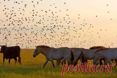 «Переполох у водопоя» На закате у водопоя в национальном парке «Хортобадь» (Венгрия) собираются сотни диких лошадей Пржевальского и туров. Подъехавшая машина рейнджеров вспугнула тысячи птиц, которых запечатлела Наталия Судец: nat-geo.ru/community/user/206728