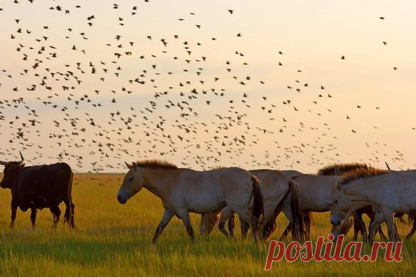 «Переполох у водопоя» На закате у водопоя в национальном парке «Хортобадь» (Венгрия) собираются сотни диких лошадей Пржевальского и туров. Подъехавшая машина рейнджеров вспугнула тысячи птиц, которых запечатлела Наталия Судец: nat-geo.ru/community/user/206728