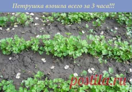 Большинство дачников знают что петрушка всходит довольно долго....
А знаете ли вы, что петрушку можно вырастить буквально в течение 3 часов?  Этот рецепт часто использовался как... фокус.
Размочите семена петрушки в свежем молоке и, трижды посыпав предназначенную для посева землю негашеной и мелкотертой известью, высадите в нее подготовленные семена, землю немного смочите сверху (не проливая глубоко) водой.
Через 3 часа появятся всходы. 
Весна не за горами. Запишите - пригодится!!!