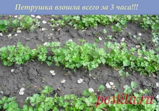 Большинство дачников знают что петрушка всходит довольно долго....
А знаете ли вы, что петрушку можно вырастить буквально в течение 3 часов?  Этот рецепт часто использовался как... фокус.
Размочите семена петрушки в свежем молоке и, трижды посыпав предназначенную для посева землю негашеной и мелкотертой известью, высадите в нее подготовленные семена, землю немного смочите сверху (не проливая глубоко) водой.
Через 3 часа появятся всходы. 
Весна не за горами. Запишите - пригодится!!!