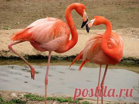 фламинго