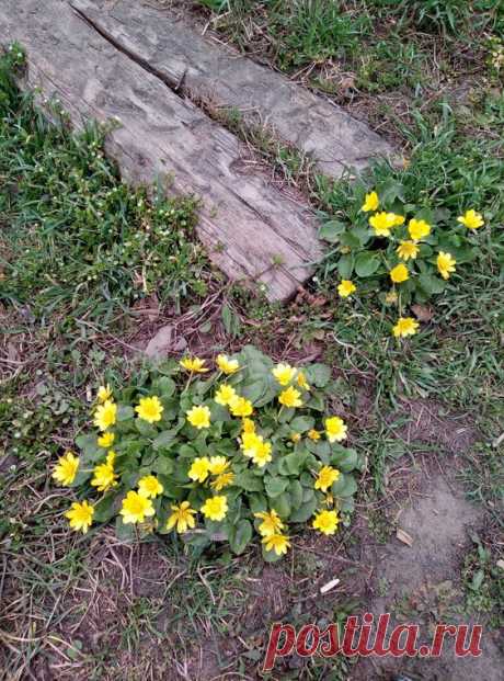 Природа Весна Nature Spring Flowers Nature Spring Flowers