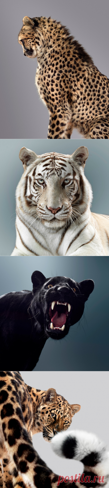 Потрясающие портреты больших кошек