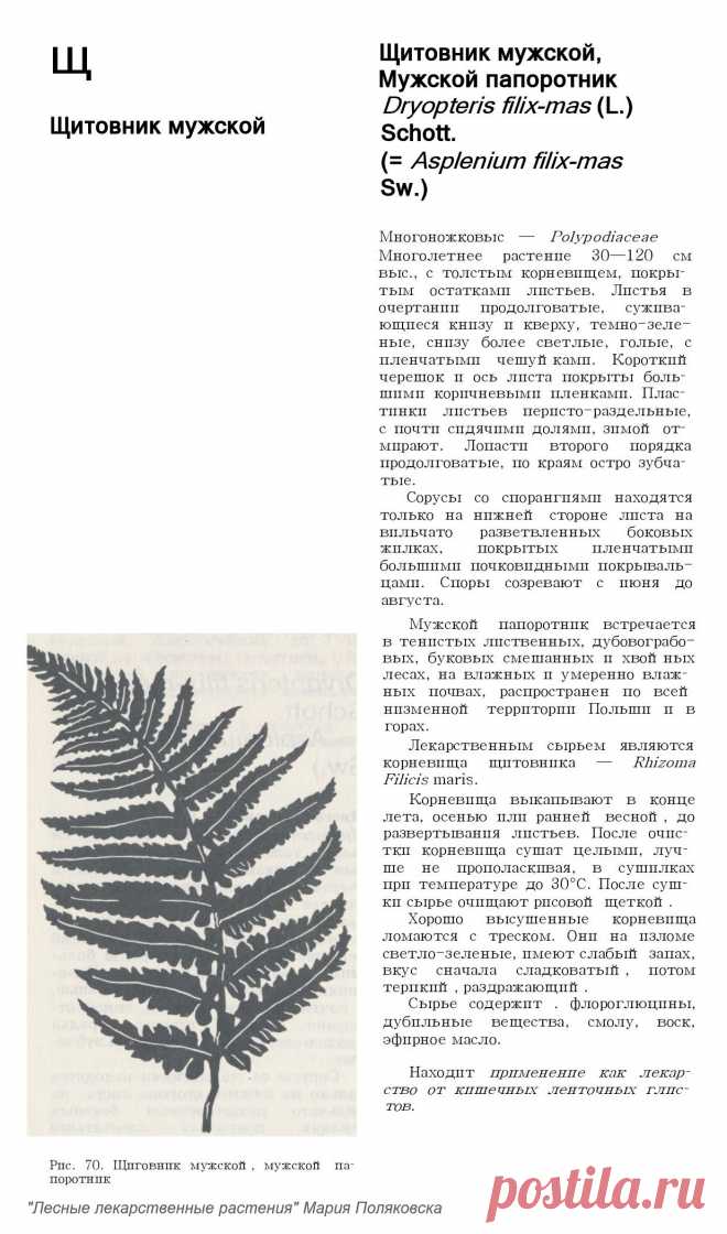 Щитовник мужской (папортник мужской)