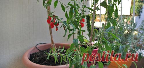 Как вырастить годжи (тибетский барбарис) на даче - Дачные советы.ру