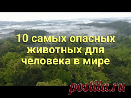 10 самых опасных животных  для человека в мир
