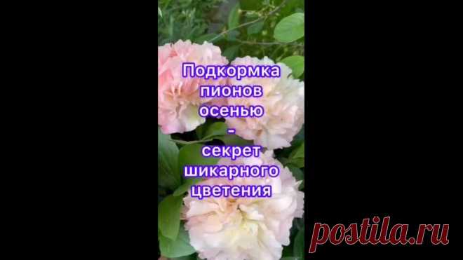 Осенняя подкормка пионов — секрет пышного цветения

Листву не срезаем, пока она не начнёт ложиться и увядать, сейчас она питает корешки, идёт интенсивный отток питательных веществ от листьев к корням. Но если вы заметили признаки болезни, листья лучше вырезать.

Проводим обработку от грибковых заболеваний, под корень подкармливаем фосфорно-калийным удобрением. 

Приствольный круг обильно припудриваем древесной золой, органическим источником калия, так же зола является прек...