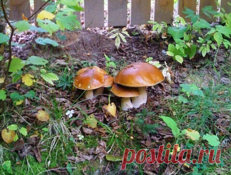 Как превратить свой дачный участок в супер-грибное место и собирать по несколько урожаев за сезон. Два быстрых и несложных метода