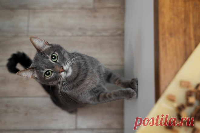 Почему кошка орёт? 6 причин, по которым ваша кошка чрезмерно мяукает.
Если вы задаетесь вопросом: "Почему моя кошка так много мяукает?", тогда эта статья для вас. Кошки, как известно, являются голосистыми существами, и может быть сложно расшифровать все, что они пытаются нам сказать.
Изображение от Freepik