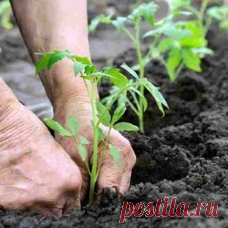 Высадка томатов в теплицу. Уход за растениями - Асиенда.ру