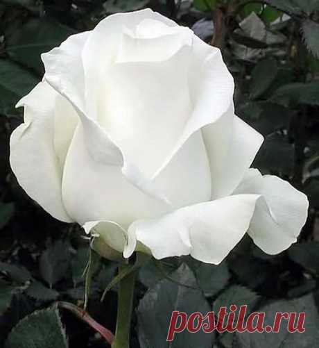 РОЗА-НЕВЕСТА