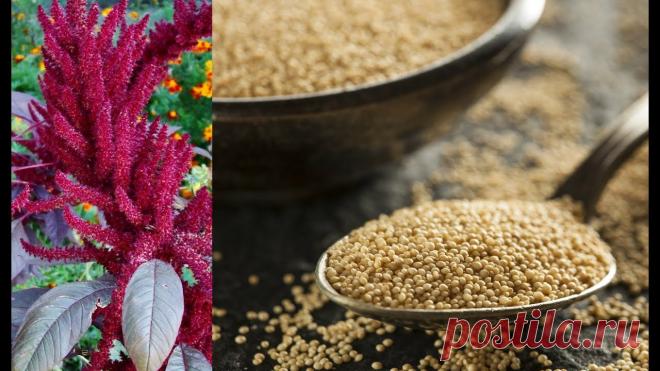 Амарант | Кухня Кухня Амарант, или щирица, однолетнее растение семейства Амарантовые. Это одно из самых древних растений, которое человек выращивал ради зёрен, которые употреблялись в пищу. Из них также производилось масло