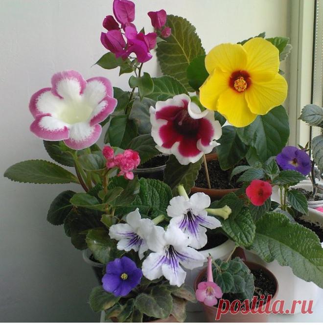 Глоксиния или Синнингия? Описание, виды, выращивание из семян или клубня, уход, размножение