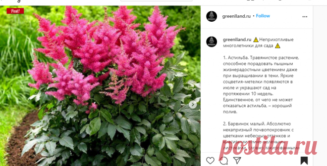 ЛАНДШАФТНЫЙ ДИЗАЙН on Instagram: “⚠️Неприхотливые многолетники для сада ⚠️ ⠀ 1. Астильба. Травянистое растение, способное порадовать пышным жизнерадостным цветением даже при…”
