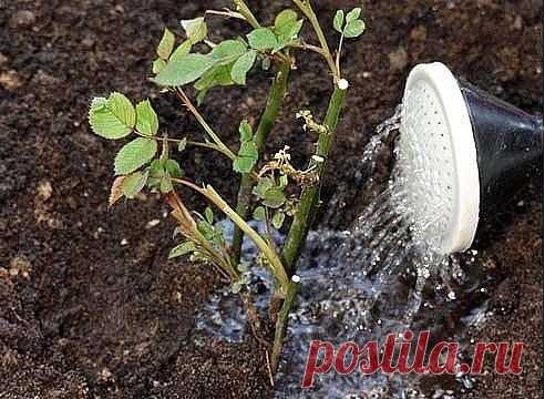 ОСОБЕННОСТИ УХОДА ЗА РОЗАМИ...