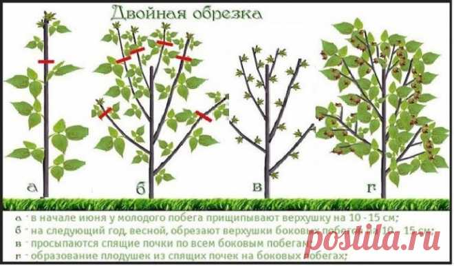 ДВОЙНАЯ ОБРЕЗКА МАЛИНЫ ПО СОБОЛЕВУ - Домоводство - медиаплатформа МирТесен