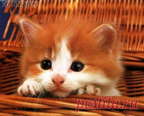 Солнечный зайчик)