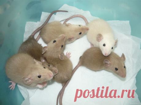 Крысята Дамбо(крыса, крысенок) - купить, продать или отдать в Санкт-Петербурге на AVITO.ru