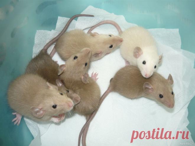 Крысята Дамбо(крыса, крысенок) - купить, продать или отдать в Санкт-Петербурге на AVITO.ru