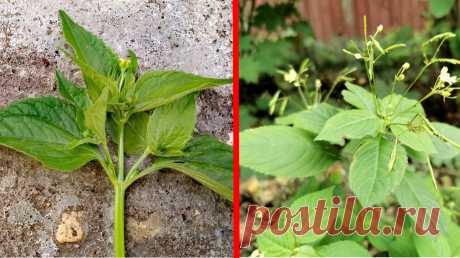 Увидела - и пот холодный прошиб. Если найдёте в огороде это растение, удаляйте немедленно | Посад | Дзен