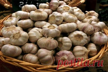 В чем польза и вред чеснока — Полезные советы