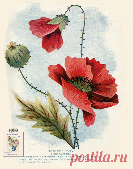 Belding Brothers XVII 1898