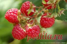 Что сделать, чтобы малина стала крупнее?