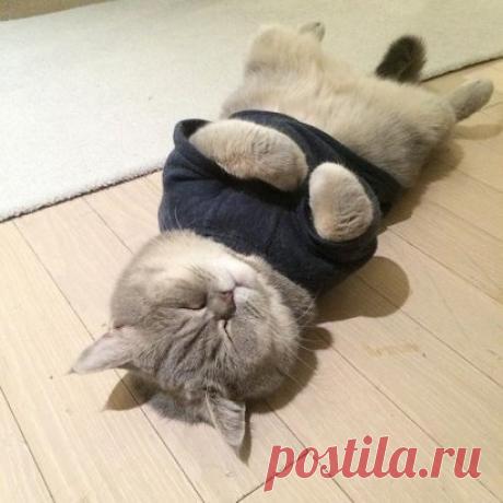Какой лапочка🐱