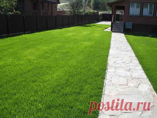 Удобрения для газона - секрет подкормки весной и осенью