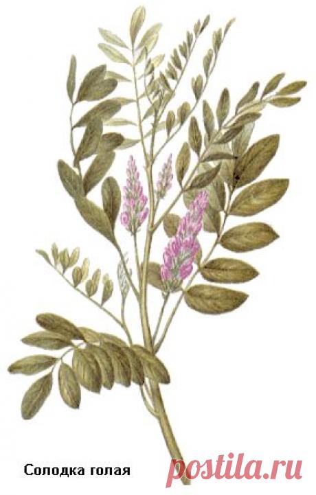 Солодка голая, Солодка уральская, Корни солодки, лакричный корень, солодка гладкая, лакрица, лакричник, Radices glycyrrhizae, Glycyrrhiza glabra L., Glycyrrhiza uralensis Fisch, Fabaceae