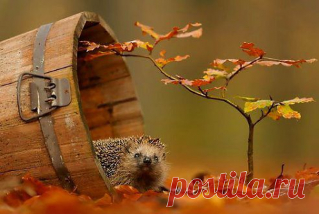 Просыпаясь - улыбайтесь! И тогда удастся день! 
И тогда на сердце вашем - вдруг сойдёт печали тень! 

Друзья, всем удачной недели и отличного настроения!