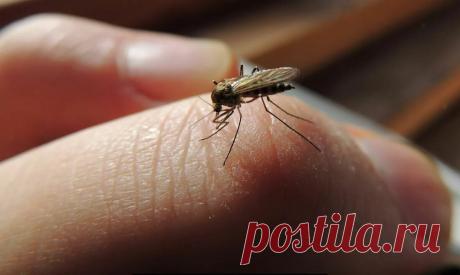 Копеечное безопасное средство от злых комаров, оводов и клещей: моя бабушка из деревни научила меня защищаться | Рекомендательная система Пульс Mail.ru