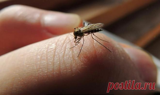 Копеечное безопасное средство от злых комаров, оводов и клещей: моя бабушка из деревни научила меня защищаться | Рекомендательная система Пульс Mail.ru