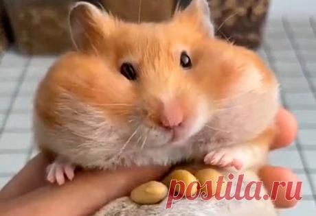 Сколько еды может спрятать хомяк за щеками