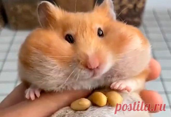 Сколько еды может спрятать хомяк за щеками