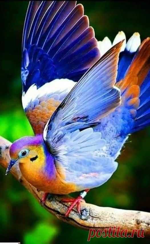 (20+) Facebook