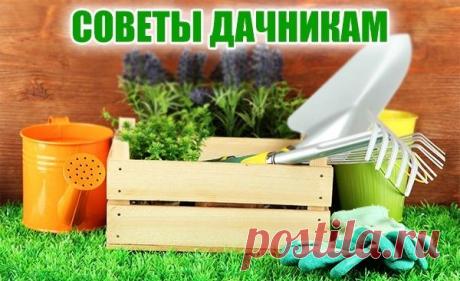 Овощной фенхель. Что это за овощ, чем он полезен и как его вырастить? - weronika2006rich@mail.ru - Почта Mail.Ru