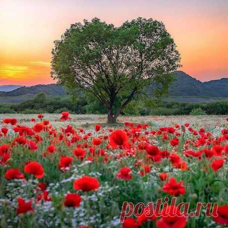 Доброе утро, друзья! Листайте 👉⠀
🌾🌻🌿🌼🌱  ️Представляем Вам подборку красивых фотографий. Какое фото нравится вам больше 1,2,3...10?⠀
⠀
⭕ Подпишись ▶️ @natureofrussia.ru 
⠀
Благодарим авторов. Фотографии в карусели по порядку : 
1) Крона дерева в виде сердца. Автор @mongle_jyh
2) Красавица. Автор @svete_px 
3) Очарование лета! Красота! Автор @bestemammatil7
4) Ромашковый рассвет. Автор @jukkapaa 
5) Подсолнухи. Автор @koyuki.secret
6) Тишь да гладь... Автор @kevinbruse...
