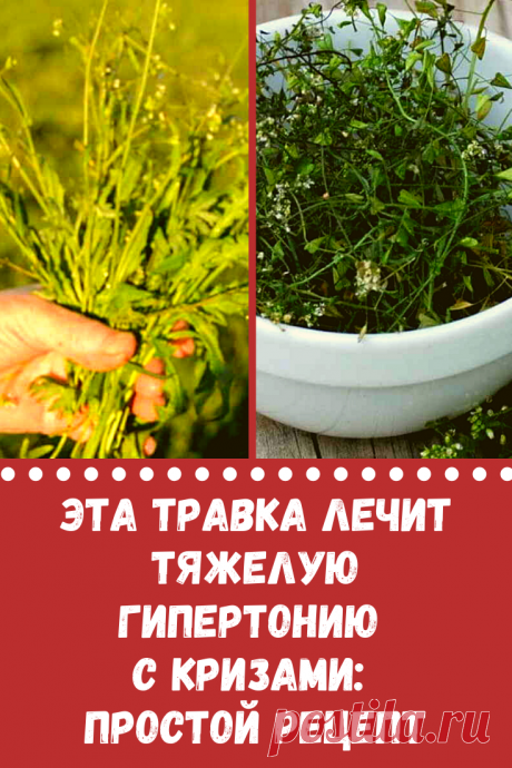 Хочу рассказать, как при помощи простой лекарственной травки знакомый ослабил у себя гипертонию, чреватую неожиданными кризами.
С тех пор, как знакомый стал пользоваться рецептом, гипертонических кризов не боится, потому что давление никогда не повышается до критического уровня.